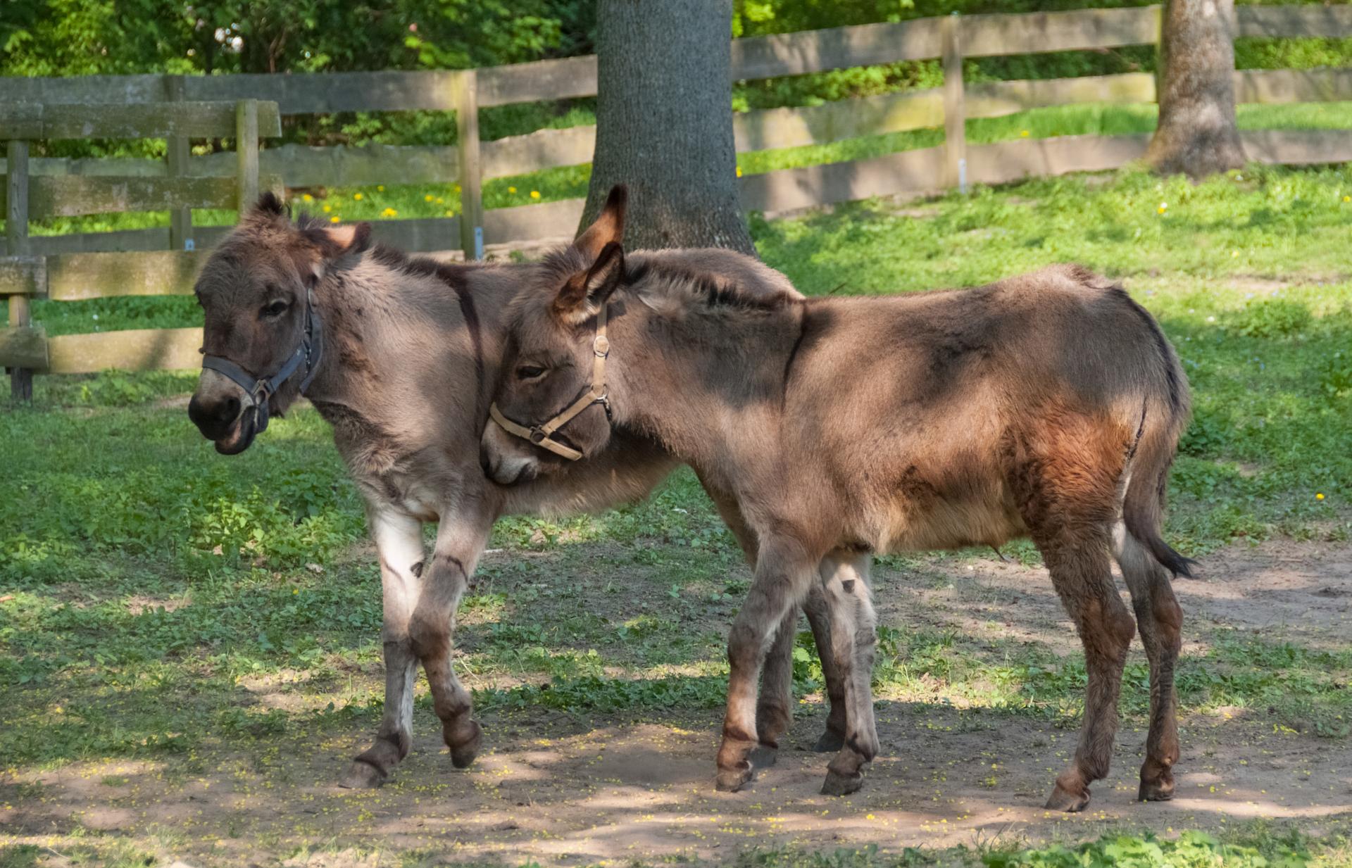 Kleintierzoo, Esel Kleintierzoo, Esel