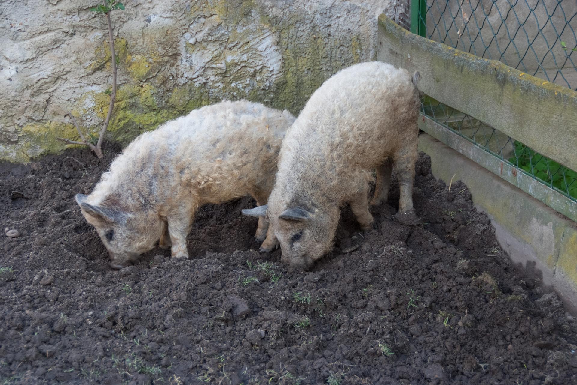 Lockenschweine Lockenschweine