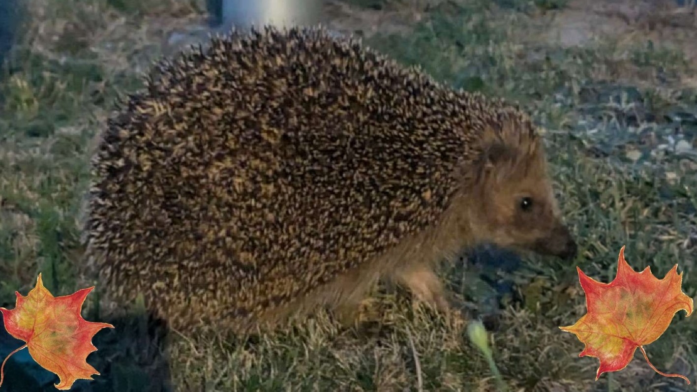 Herbst-Igel