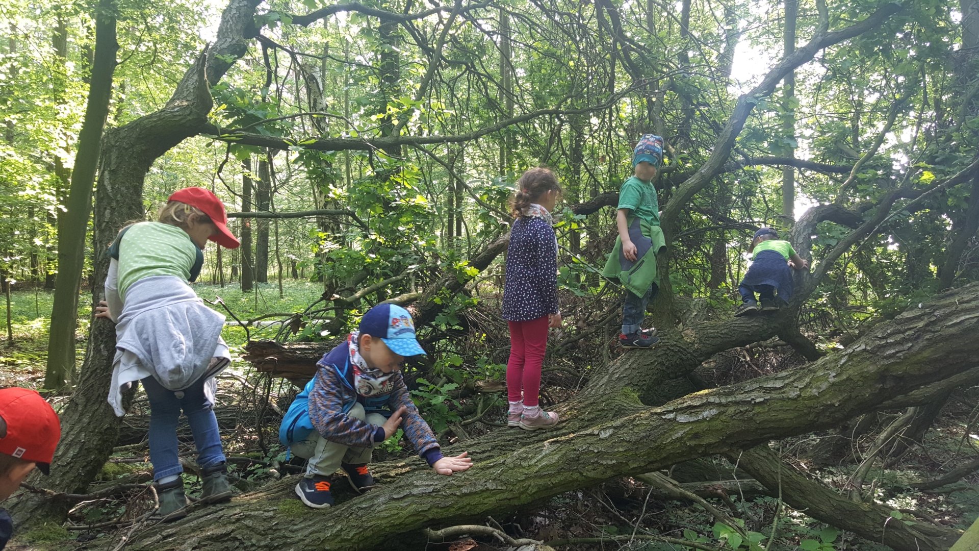 Kinder klettern im Wald auf Bäumen