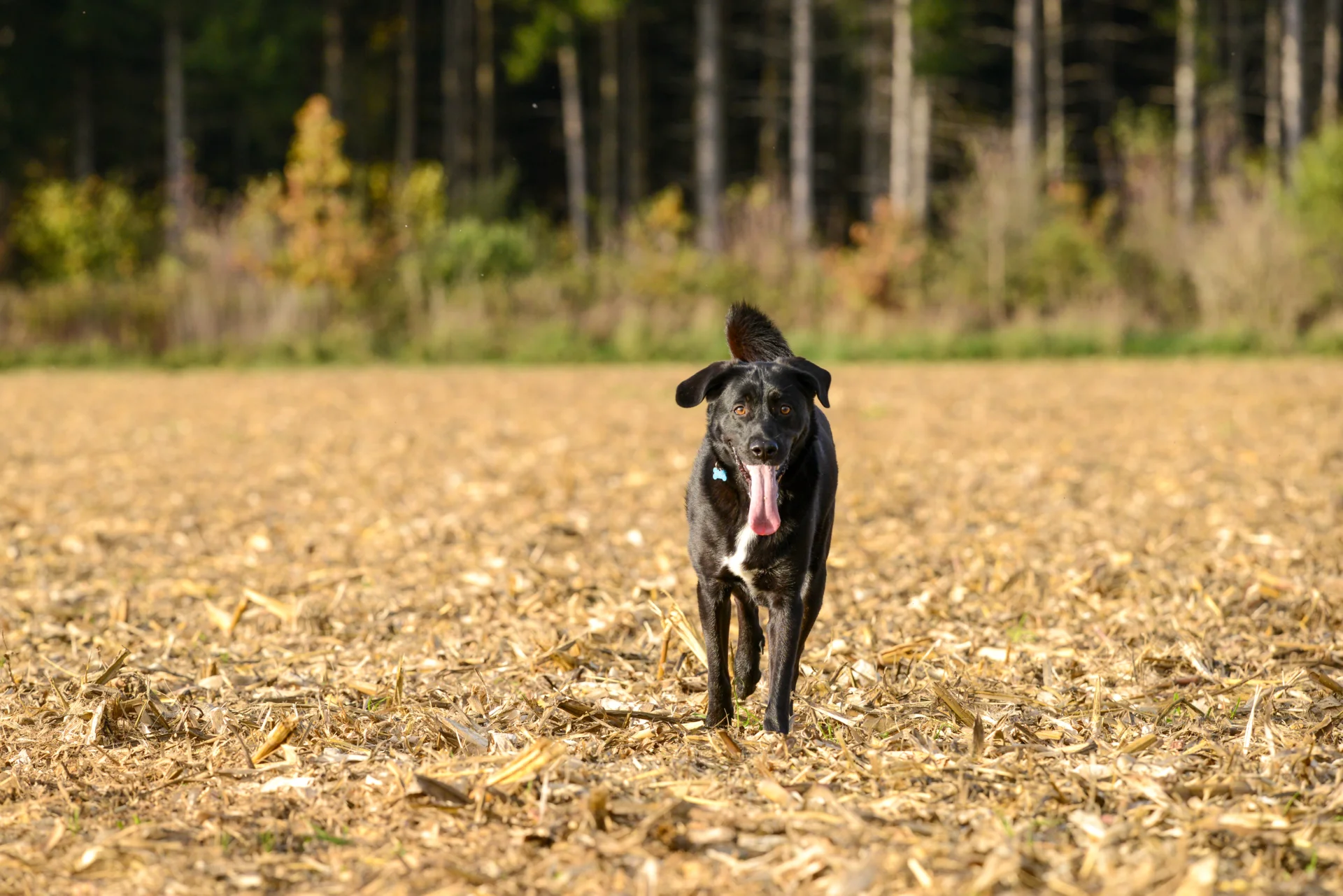 Hund auf Feld