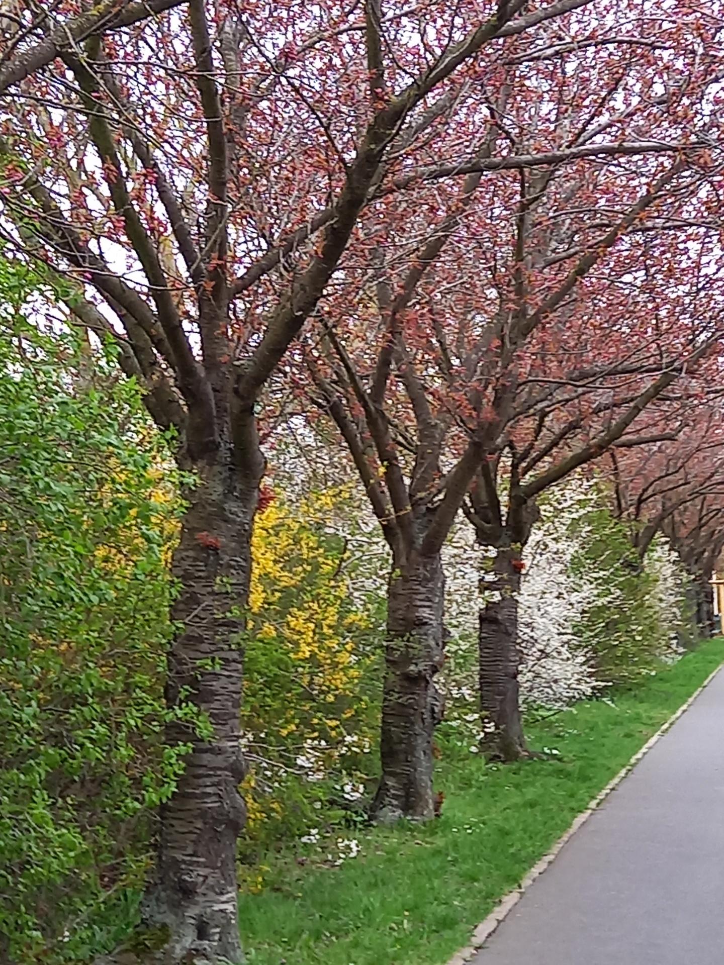 Frühling im Holzweg Frühling im Holzweg