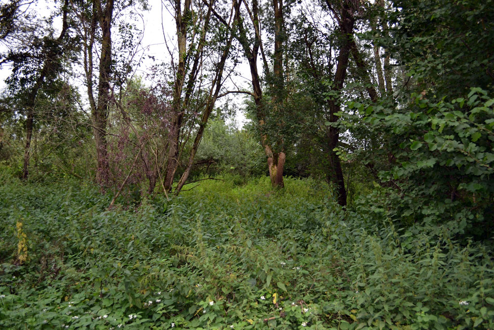 Gedüngtes Ried Ingerkingen
