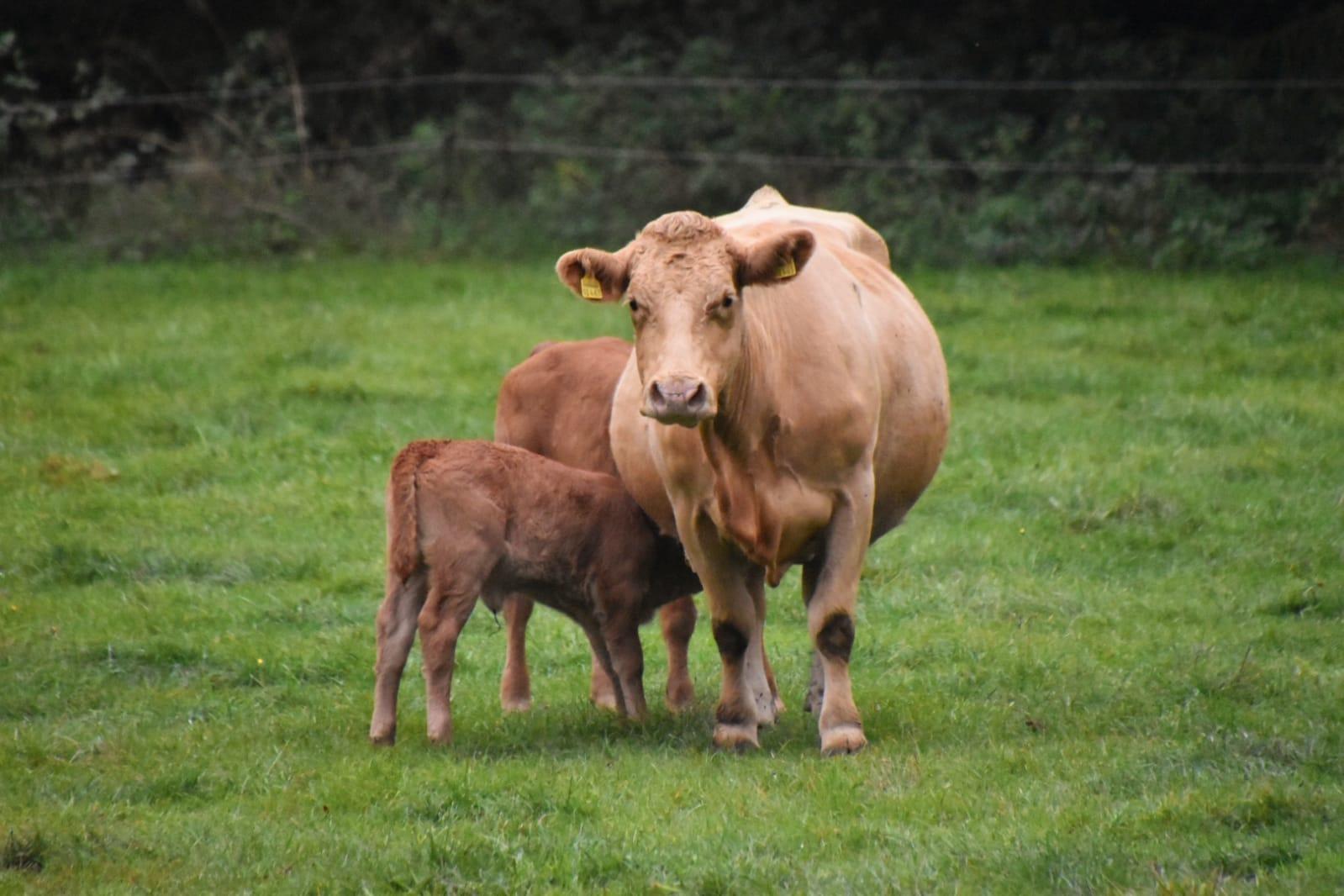 Limousin