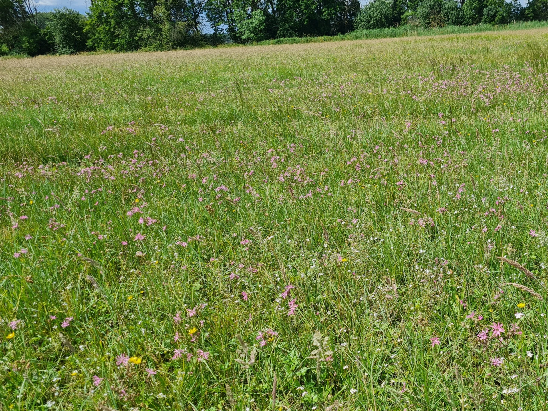 extensive Wiese im Frühjahr