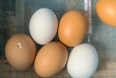 eier