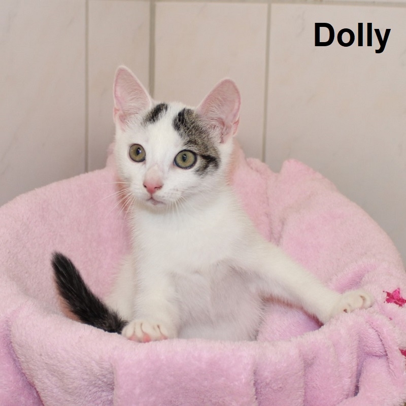 Dolly