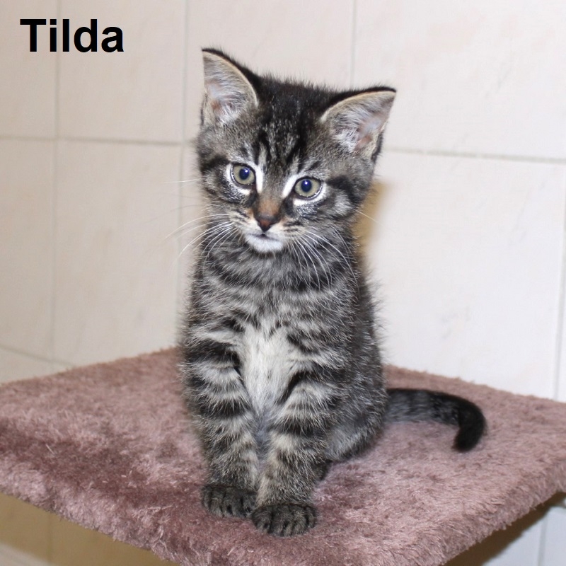 Tilda