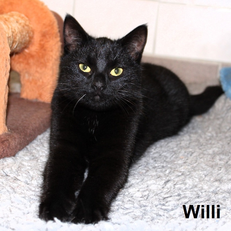 Willi