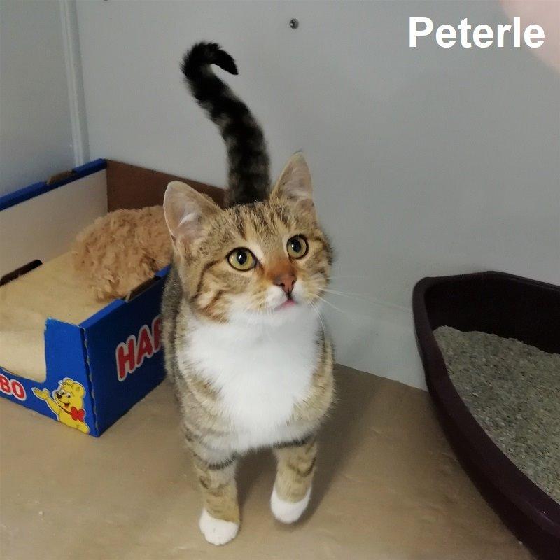 Peterle