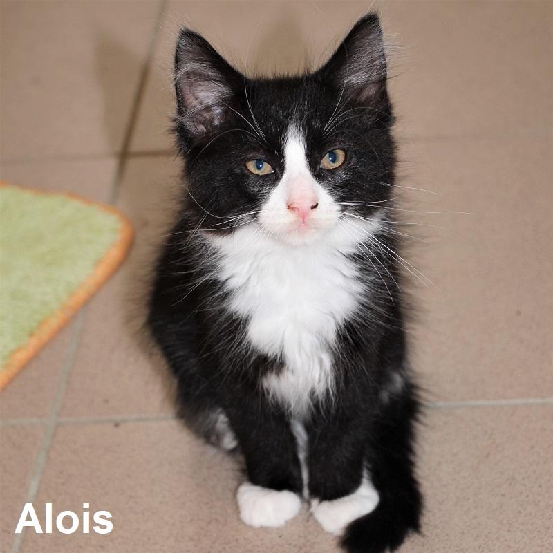 Alois