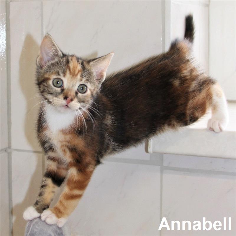 Annabell