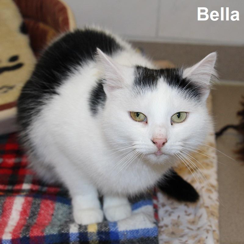 Bella 1
