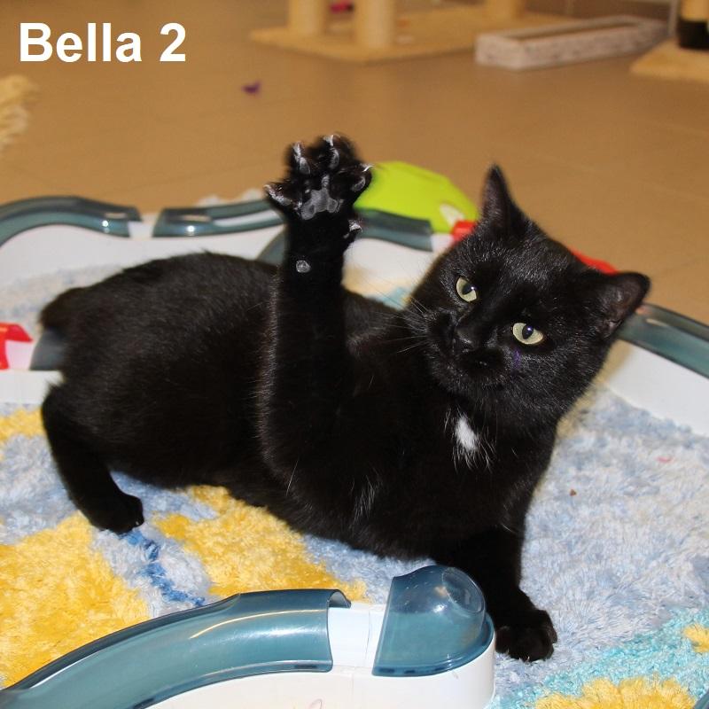 Bella 2