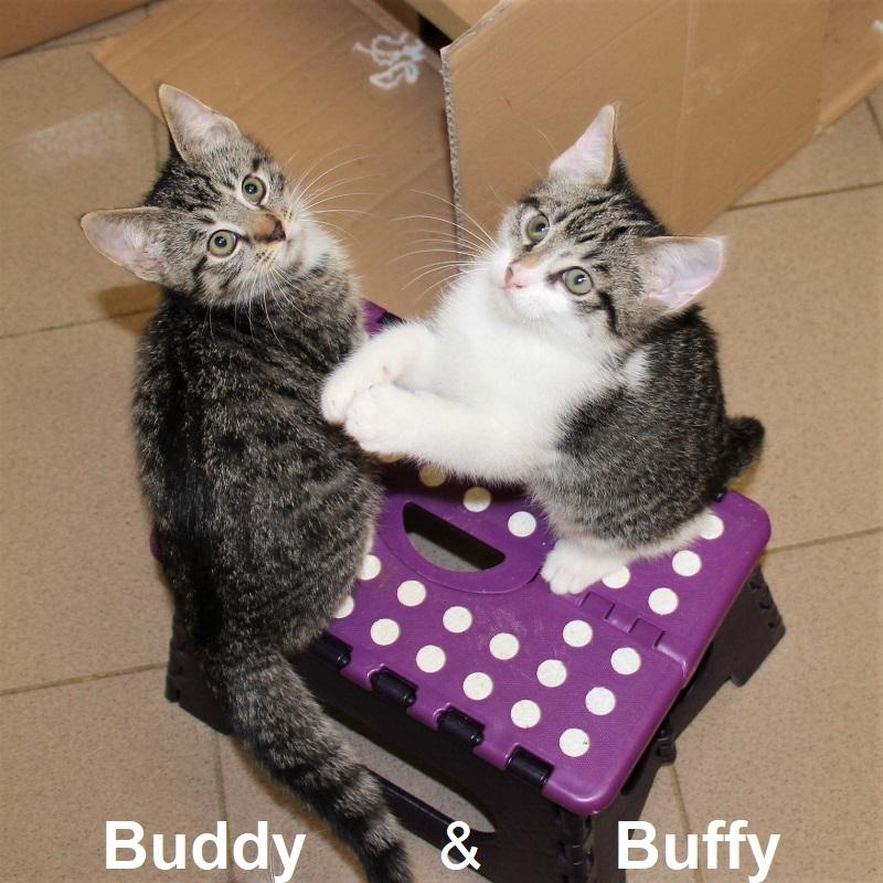 Buddy & Buffy