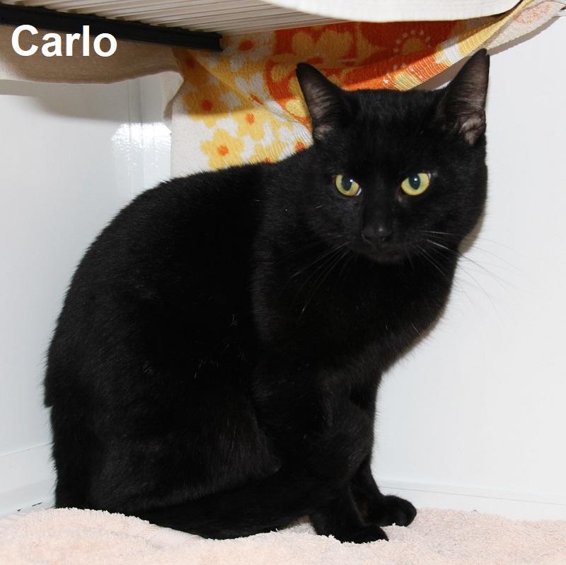 Carlo