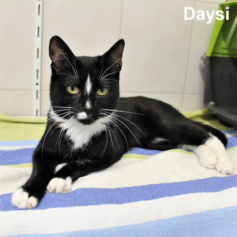 Daysi