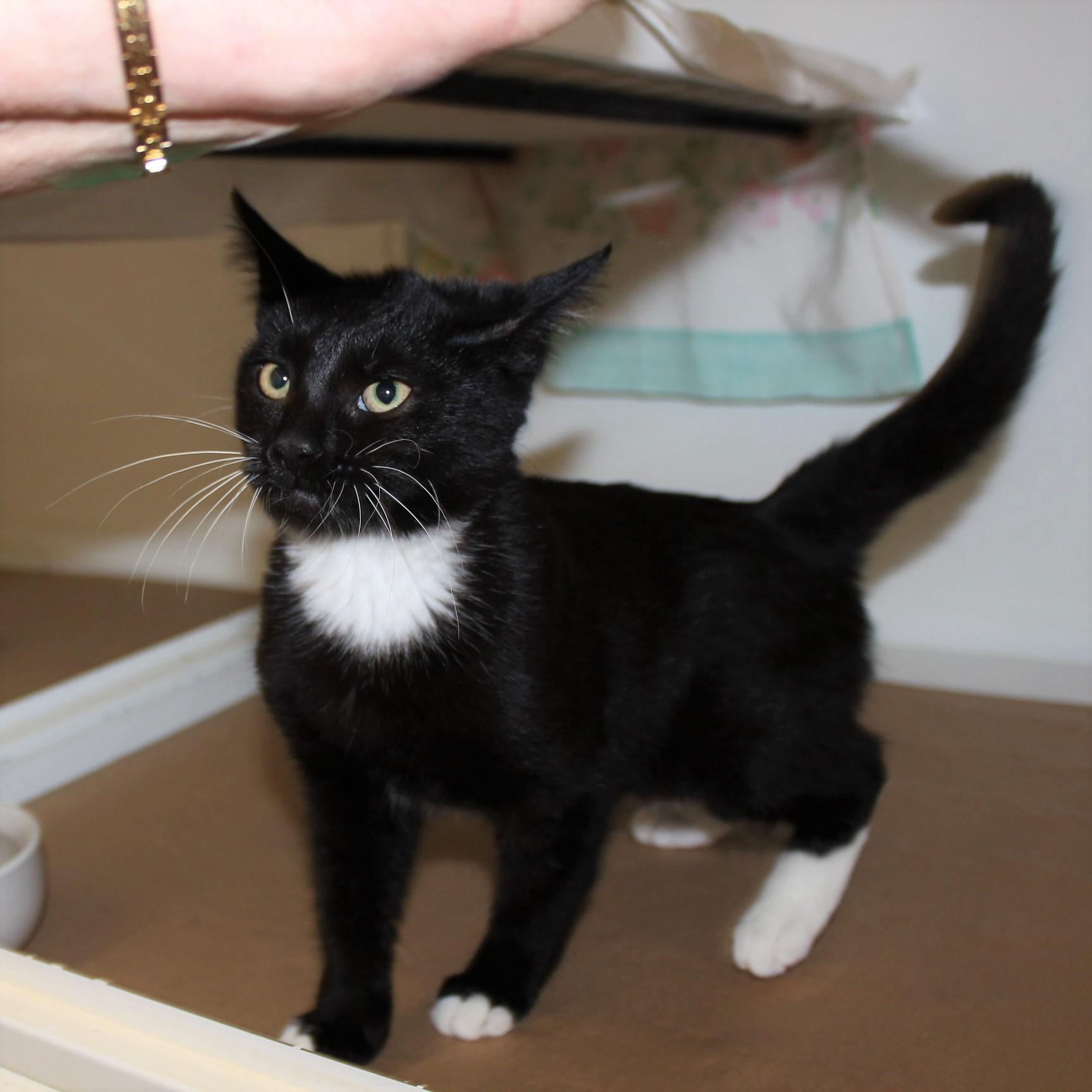 Fundkatze Prenzlauer Bahnhof 29.08.2023