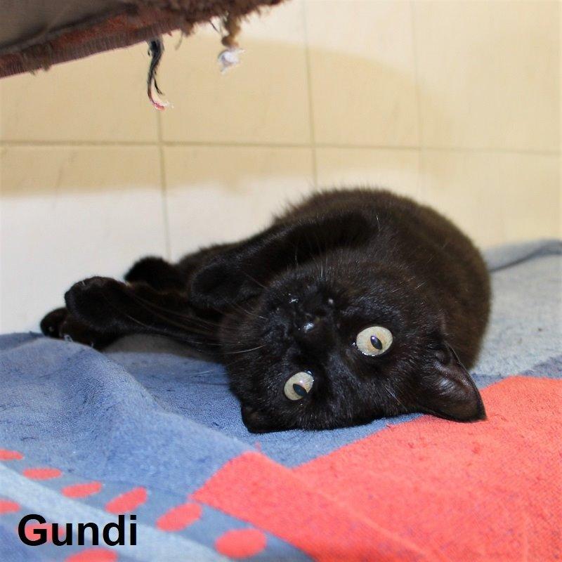Gundi