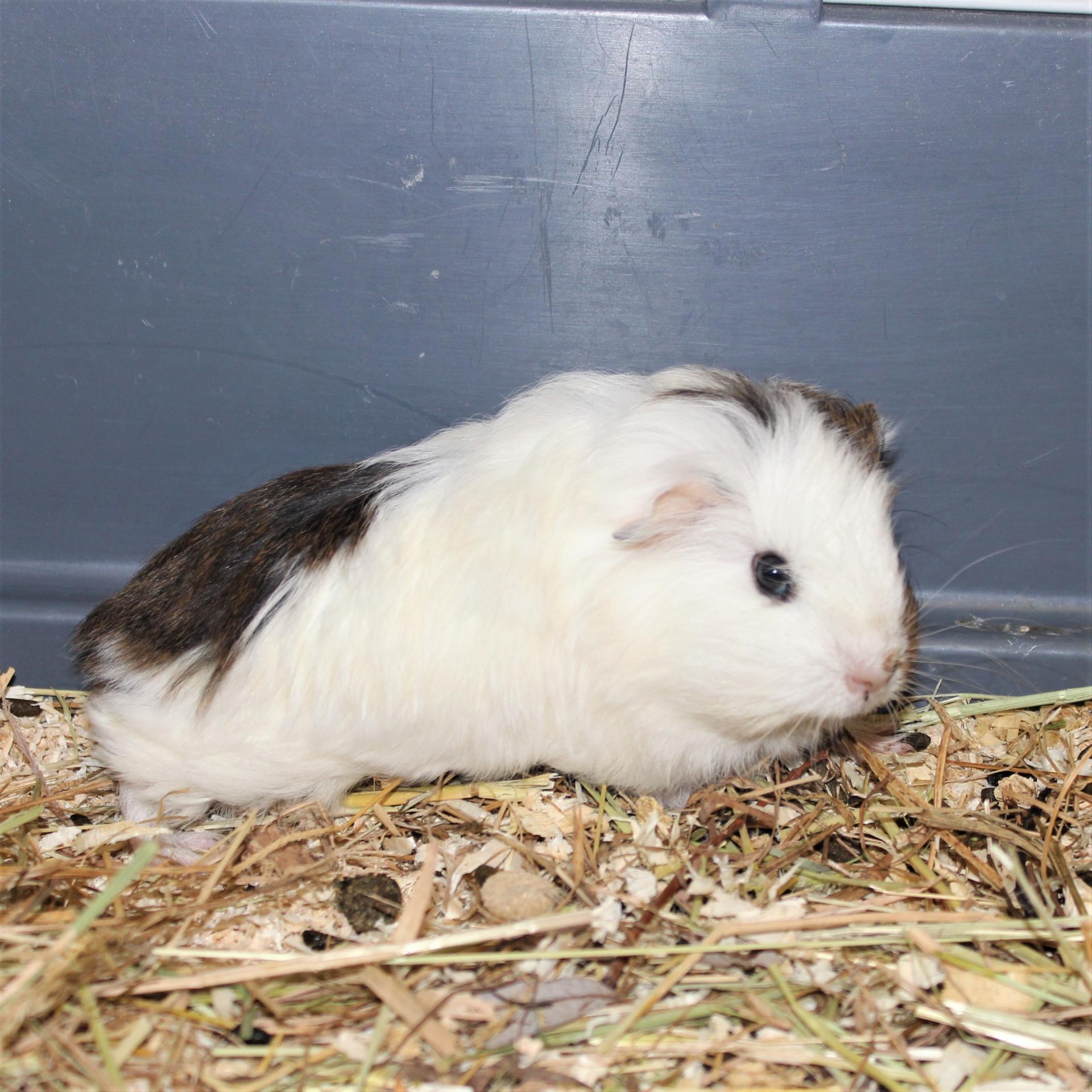 Mädchen 4 klein Meerschweinchen