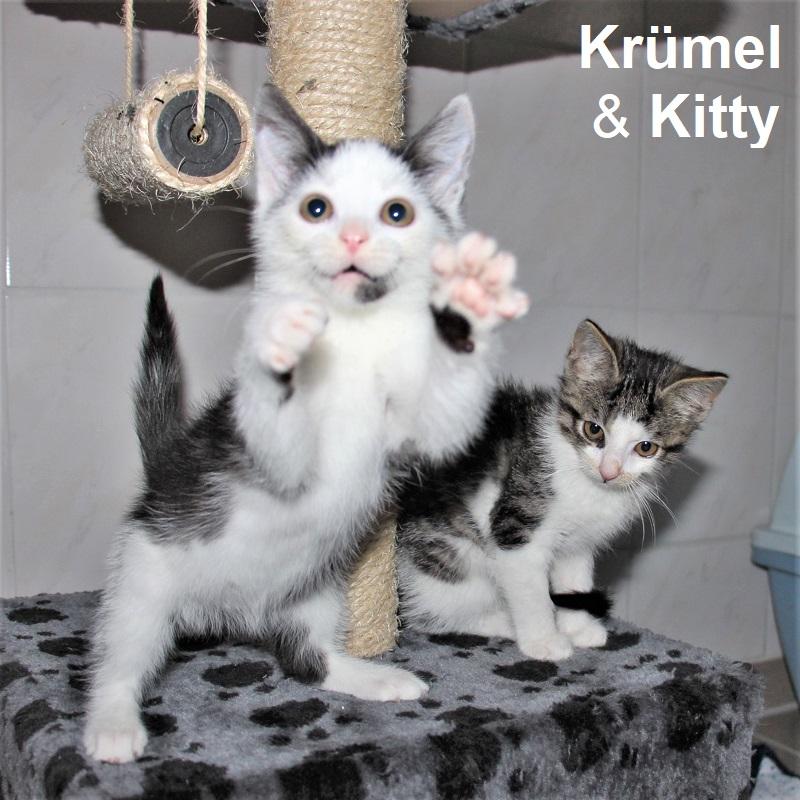 Krümel & Kitty