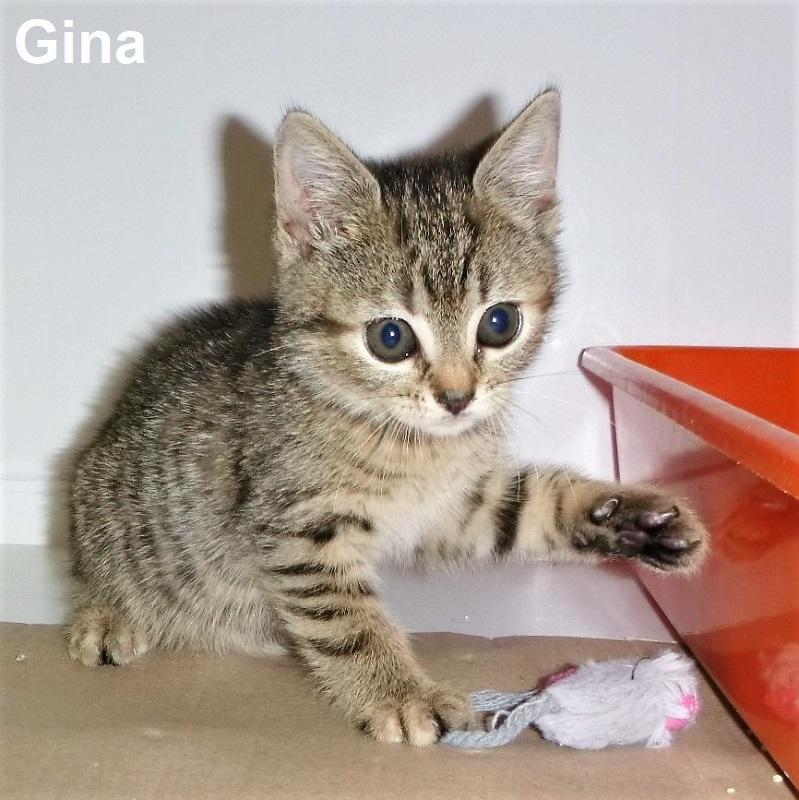 Lina