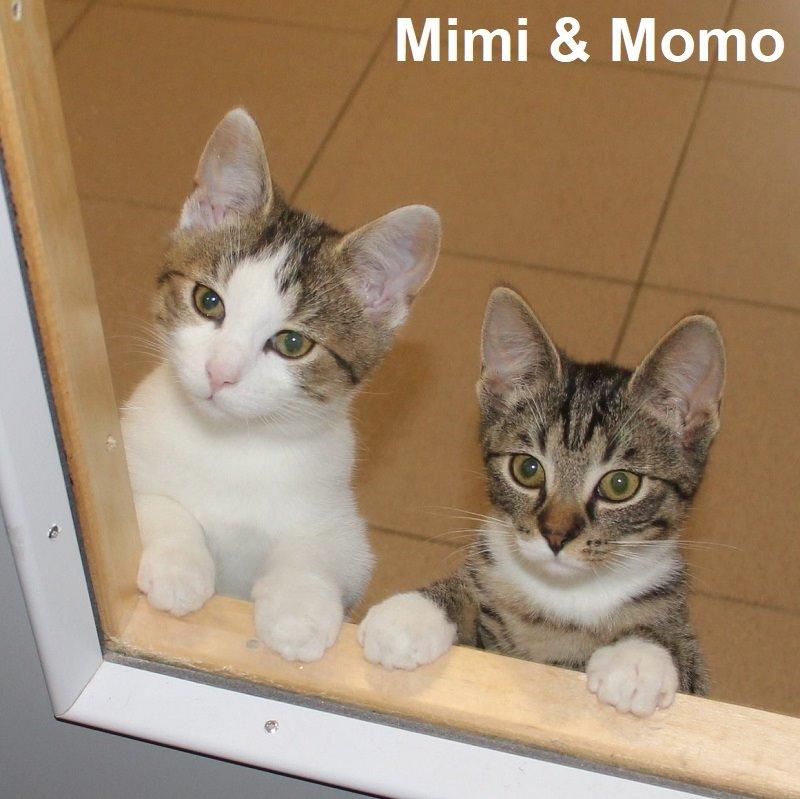 Mimi & Momo