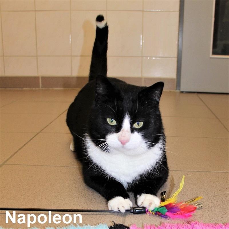 Napoleon