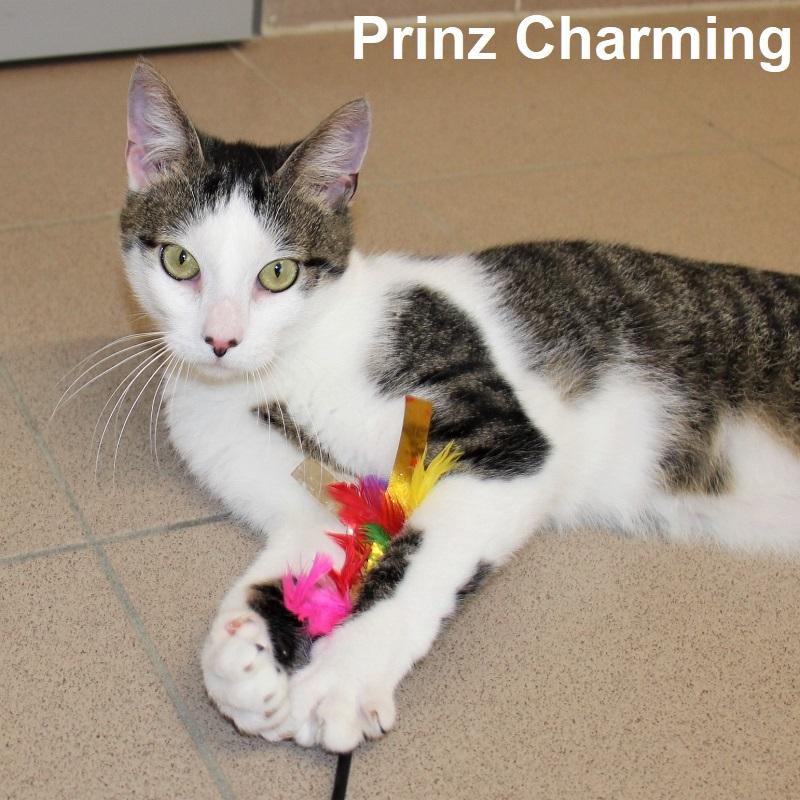 Prinz Scharming