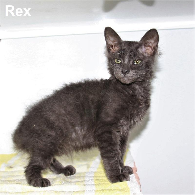 Rex
