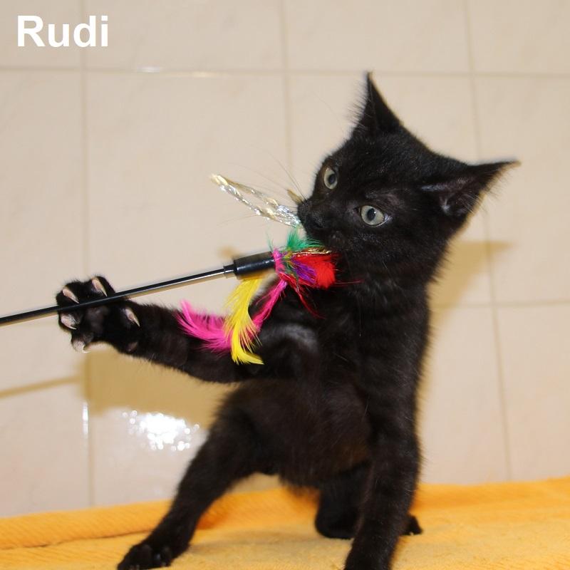 Rudi