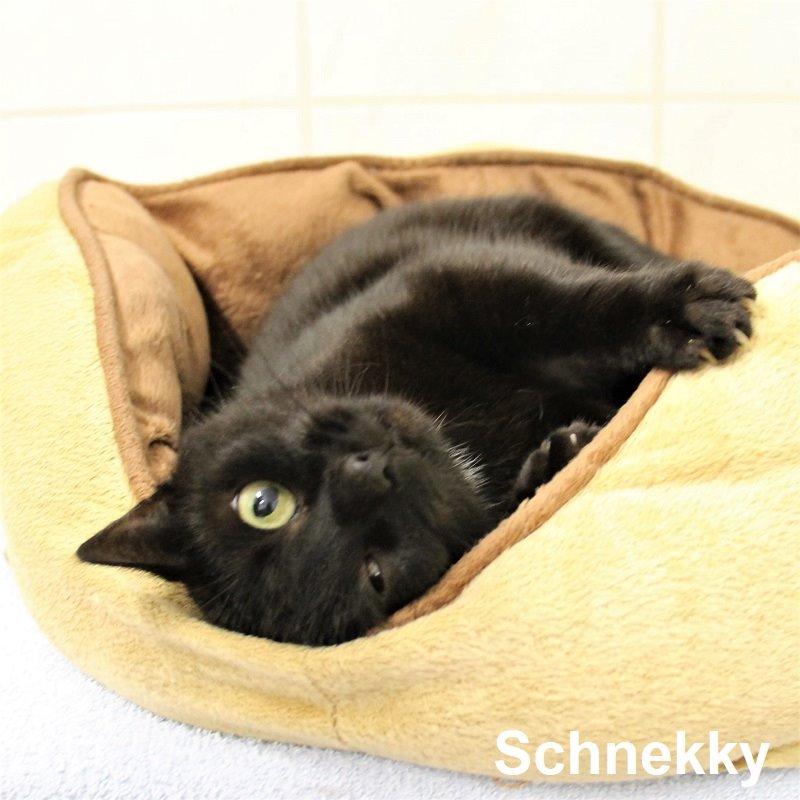 Schnecky
