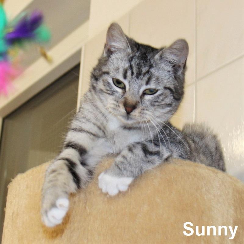 Sunny