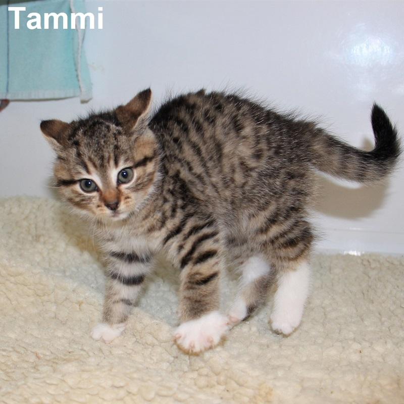 Tammi