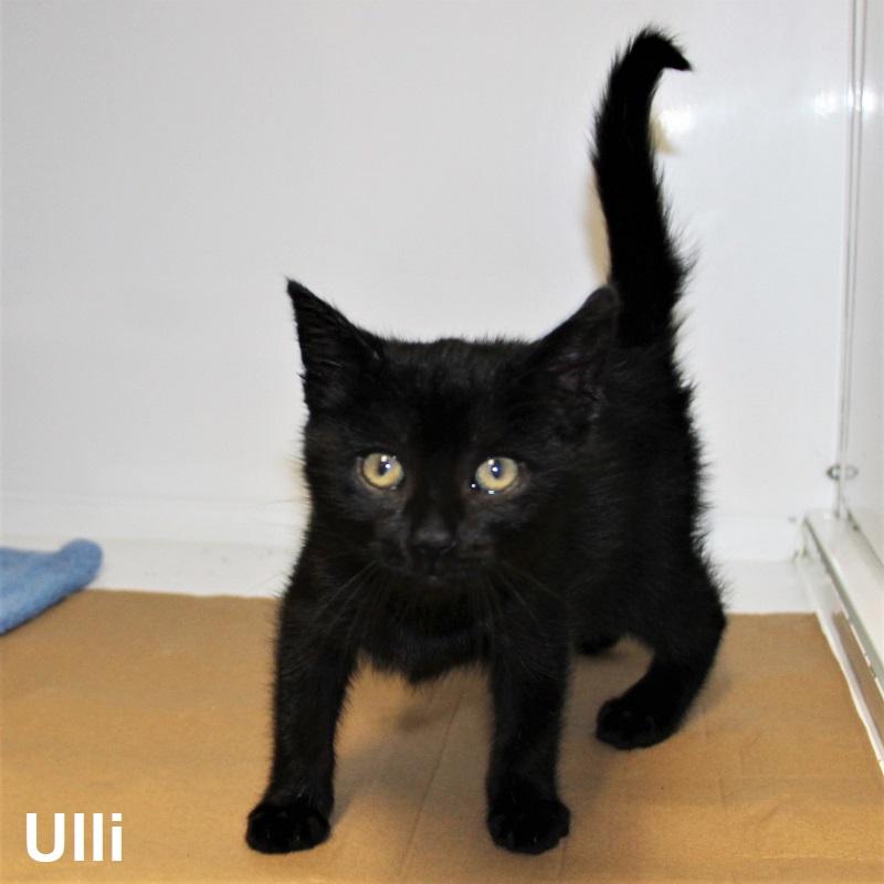 Ulli