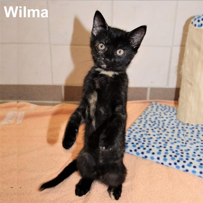 Wilma