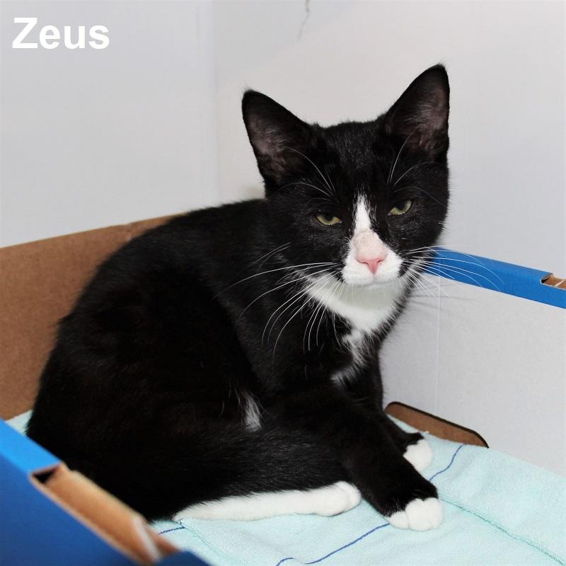 Zeus