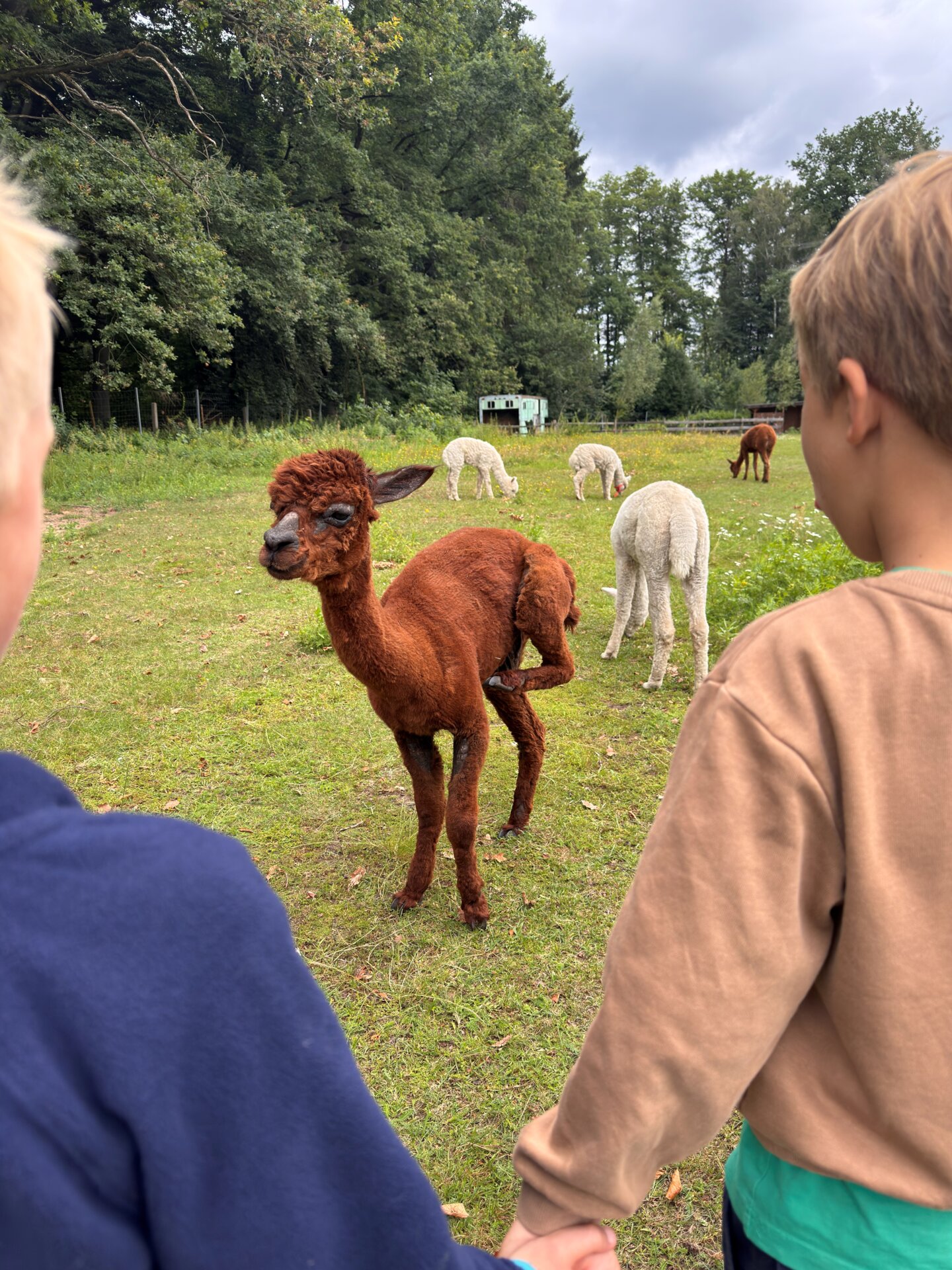 Alpakafarm