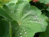 Blatt mit Tropfen bedeckt