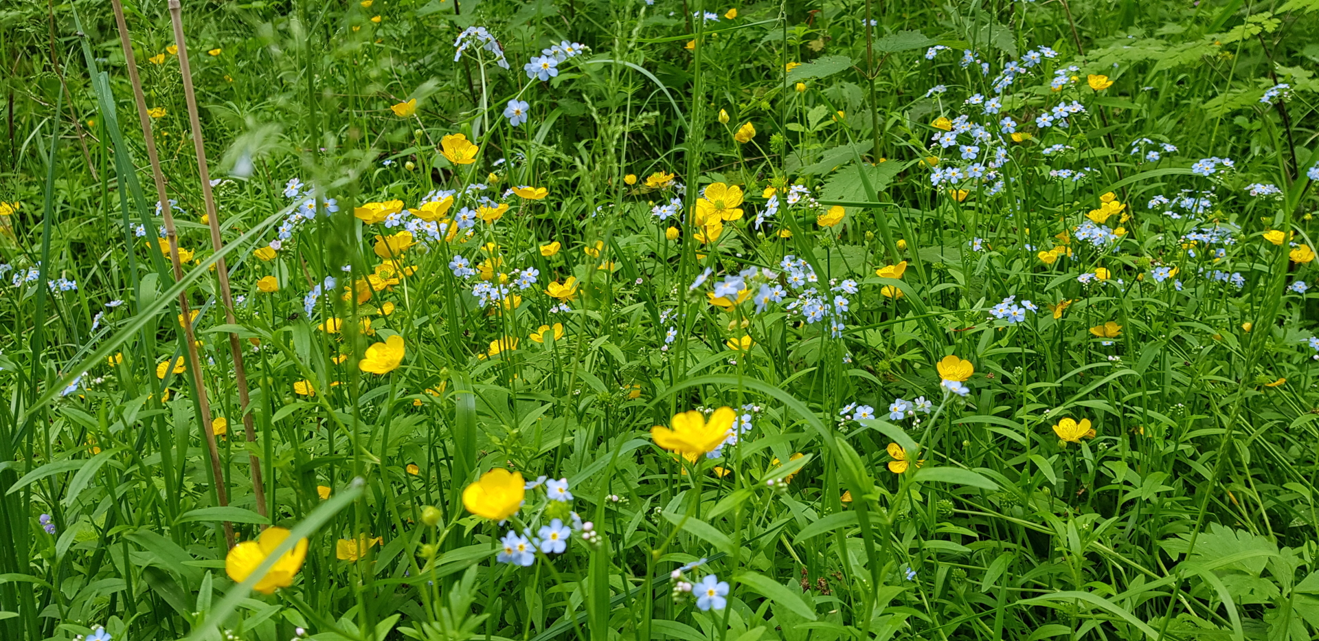 Das Gras wächst nicht schneller (Foto: Barbara Ludwig)