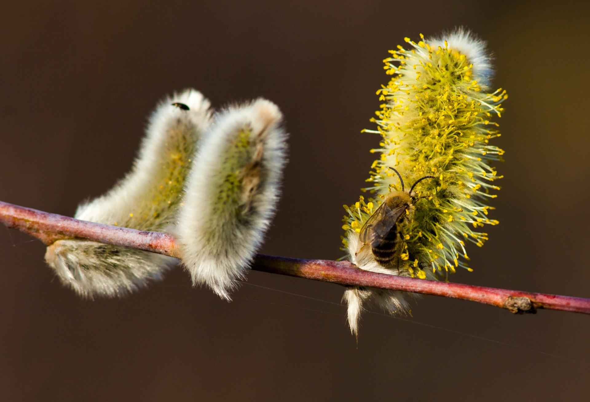 Spreewald-Weiden sind ein guter Pollenspender im Frühjahr. - Foto: Peter Becker