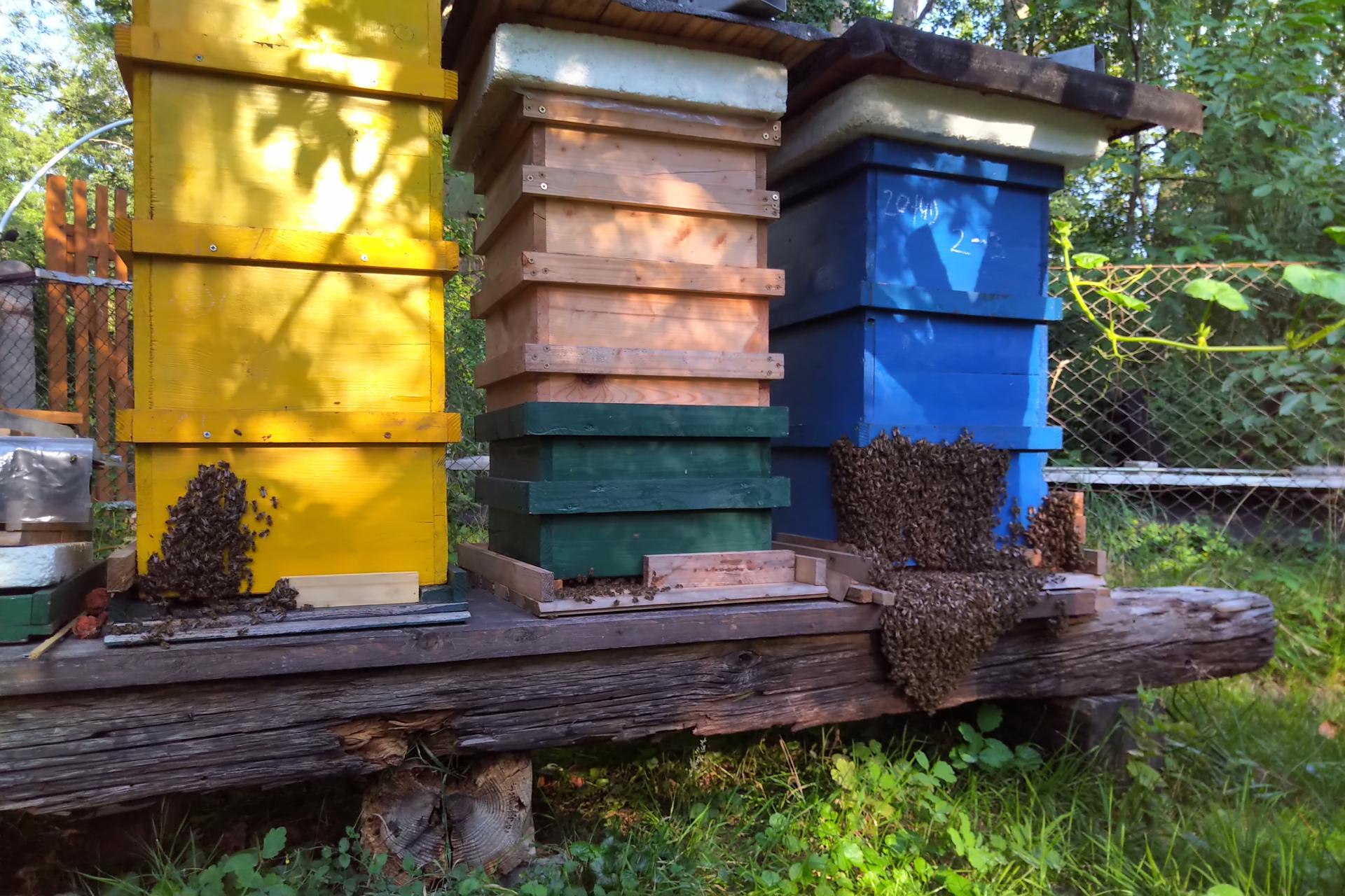 Wenn es zu heiß wird, dann sammeln sich die Bienen vor dem Flugloch und fächern Frischluft in den Stock. - Foto: Anett Zeidler