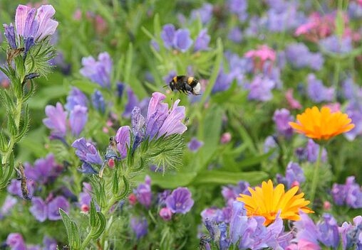 bund-naturschutz-insekten