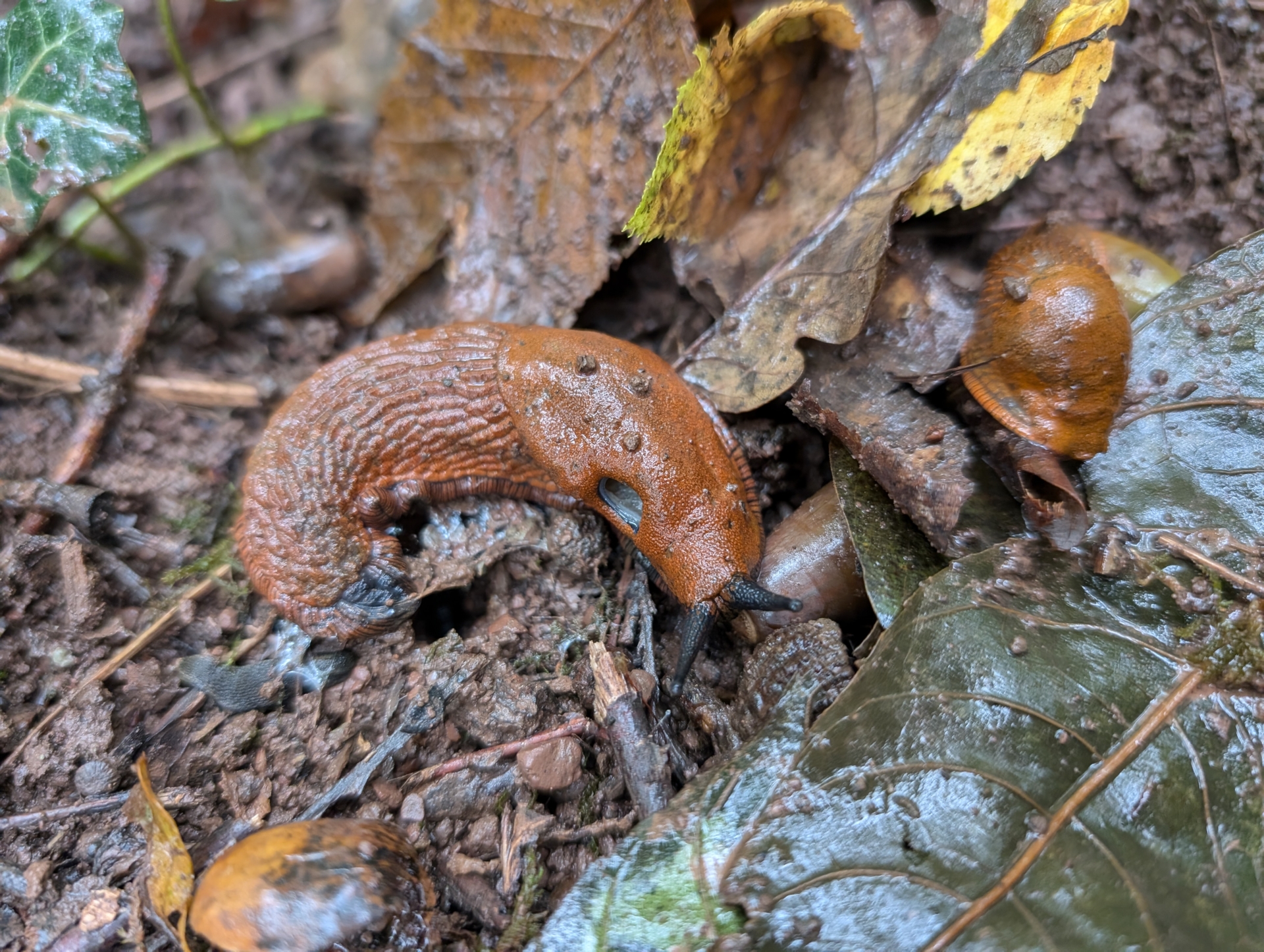 Nacktschnecke