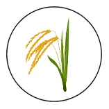 joboerse