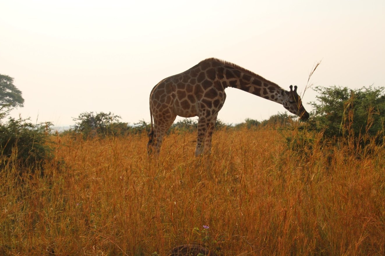 Giraffe im Nationalpark Murchison Falls