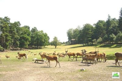 Wildpark Johannismühle bei Baruth