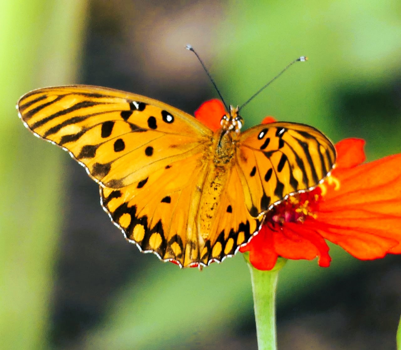 (6)Schmetterling
