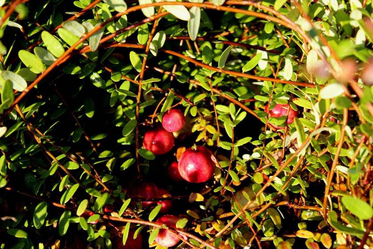Bild Cranberry Red Ballon mit freundlicher Genehmigung von Lubera Pflanzenversand