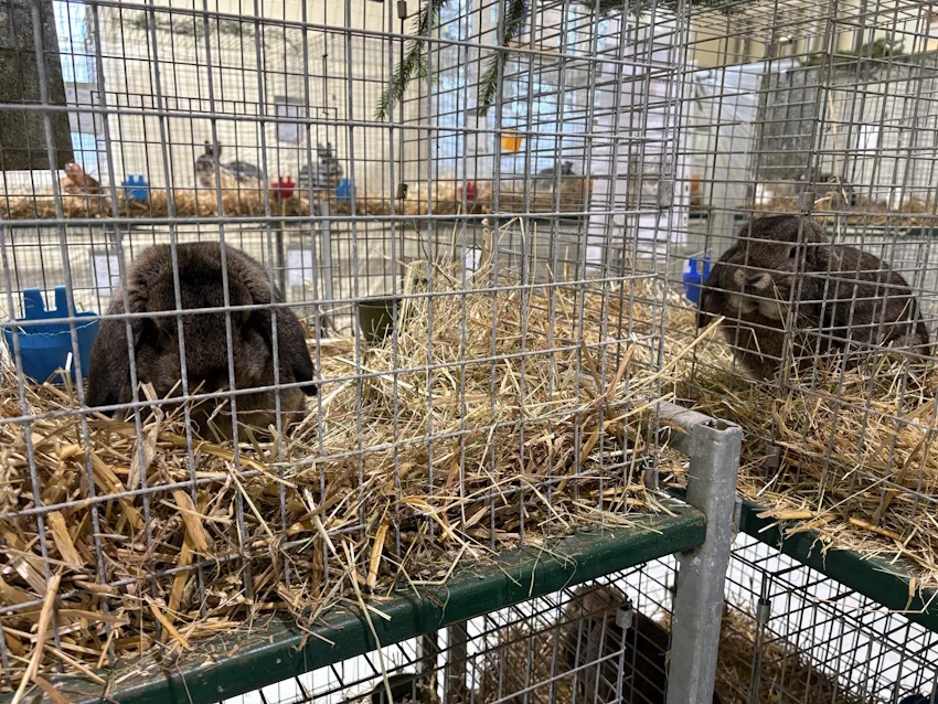 Rassekaninchenausstellung1_web